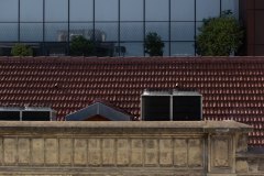 EB_DamdakiAgac00015_k
