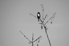 SBHavaalani00027_k