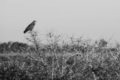 SBHavaalani00028_k