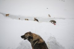 Van, Türkiye, 15 Şubat 2020. Birkaç köpek ahırlardan atılmış bir buzağı ölüsünü yiyor. Yaşam şartları sert geçen kış aylarında onlar için daha da çetin hale gelmektedir.