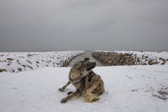 Van, Türkiye, 20 Şubat 2021. İnsanlardan uzağa sürülen köpeklerin bakım ve aşılama çalışmaları yetersiz kalıyor. Hayvanlar arasında salgın hastalıklar özellikle de uyuz çok yaygın.