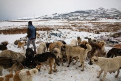 Van, Türkiye, 1 Ocak 2020. Hayvanseverler Sıhke Göleti çevresindeki köpeklerin bakım ve beslenmesine destek olmaya çalışıyor.