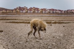 Van, Türkiye, 19 Ekim 2019. Van’ın İpekyolu İlçesi’nde bulunan Sıhke Göleti çevresinde yaşayan sokak köpekleri hayatta kalmaya çalışıyor. İnsanlarla birlikte yaşadıkları ortamdan uzaklaştırılan köpekler ağır koşullar altında yaşam mücadelesi vermektedir. İnsan merkezli yaşam, kontrolsüz kentleşme ve türcü politikalar insan olmayan tüm türler üzerinde yıkıcı etkiler yaratmaktadır.