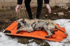 Van, Türkiye, 7 Mart 2020. Hasta bir sokak köpeği uyuşturularak tedavi için hayvan barınağına gönderiliyor.