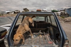 Van, Türkiye, on 12 Mayıs 2019. Van’daki araba mezarlığında çok sayıda köpek yaşıyor. Bu bölgedeki hurda araçlar köpeklere saklanma alanı sunmakta ancak besin bulmakta zorlanmaktalar.