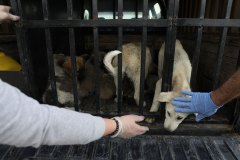 Van, Türkiye, 19 Mayıs 2019. Annesi olmayan yavru köpekler hayvan severler tarafından güvenli bir alana taşınıyor.