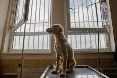 Van, Türkiye, 7 Mayıs 2019. Bir hayvan sever tarafından kanlı ishal nedeniyle hayvan hastanesine getirilen bu genç köpek muayene masasında veterinerin gelmesini bekliyor. Tedaviye hemen başlandığı halde ne yazık ki hayata tutunamayacak.