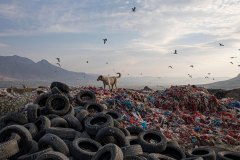 Van, Türkiye, 1 Kasım 2020. Van Çöplüğünde köpekler, tıbbi atıkların da olduğu çöplerin arasında yemek arıyor.