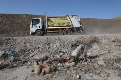 Van, Türkiye, 11 Ocak 2020. Van şehir çöplüğünün hemen dışında hasta bir köpek ölü bir köpekten geri kalanları yiyor.