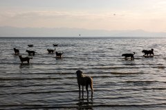 Van, Türkiye, 5 Eylül 2020. Köpekler özellikle yazın sıcak günlerinde Van Gölü’ne girmekten keyif alıyor.