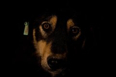 Van, Türkiye, 24 Nisan 2020. Kısırlaştırılmış ve aşılanmış bir sokak köpeği yemek bekliyor. Sistematik ve istikrarlı bir şekilde uygulanacak kısırlaştırma, aşılama ve besleme yoluyla bu sorun hayvanların lehine Birkaç yıl içinde çözüme kavuşabilecekken görevlerini yerine getirmeyen yerel yönetimler ve karar vericiler nedeniyle sorun giderek büyümektedir.