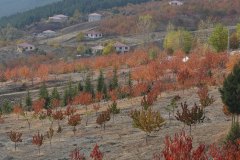 AS_Kurbaga00002_k