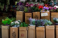 EB_PlastikCicek00002_k