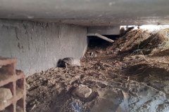 Doğal yaşam alanlarını ortadan kaldırdığımız tosbağalar balkon altındaki beton boşluklara sığınıyor. Yağışlı günlerde burada kalırlarsa boğulma riskiyle karşılaşıyorlar.