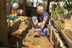 Site görevlisi Mehmet Usta tosbağalar için ayırdığı alanda bakımlarını yapıyor.