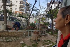 Mehmet Usta, tosbağalarla ilgilenirken site sakinlerinden Leman Aslan balkon penceresinden onları seyrediyor.