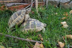 Erişkin tosbağalar sitenin bahçesindeki yuvalarında çiftleşiyor.
