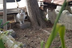 Sitenin kedisi, tosbağa yuvasının girişinde etrafı kolaçan ediyor. O da tosbağaların yanına yavrulamış.