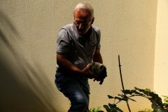Mehmet Usta kış uykusuna yatırmadan önce numaralandırmak üzere tosbağaları topluyor.