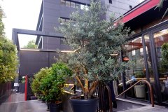 DP_ZeytinGocu00003_k