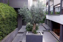 DP_ZeytinGocu00004_k