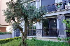 DP_ZeytinGocu00006_k