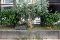 DP_ZeytinGocu00009_k