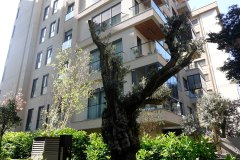 DP_ZeytinGocu00010_k