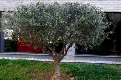 DP_ZeytinGocu00011_k