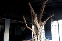 DP_ZeytinGocu00012_k