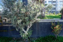 DP_ZeytinGocu00013_k