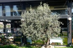 DP_ZeytinGocu00014_k