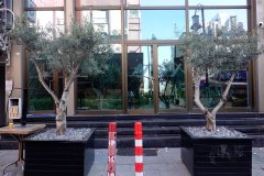DP_ZeytinGocu00015_k