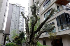 DP_ZeytinGocu00017_k