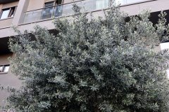 DP_ZeytinGocu00019_k