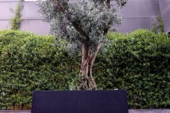 DP_ZeytinGocu00020_k