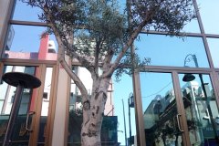 DP_ZeytinGocu00022_k