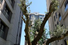 DP_ZeytinGocu00024_k