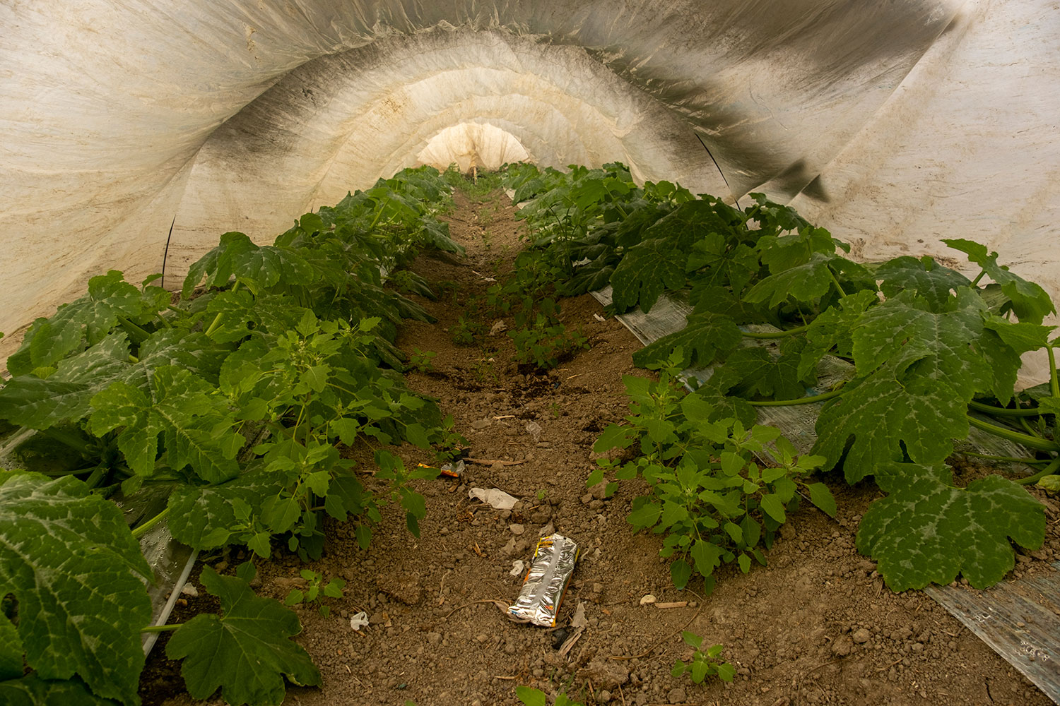 Plastik malzemeler seralarda hem üst örtüsü olarak hem de zeminde kullanılıyor. Bölgedeki seraların tamamı plastik malzemeler ve kimyasal pestisitlerle üretim yapmaktadır.